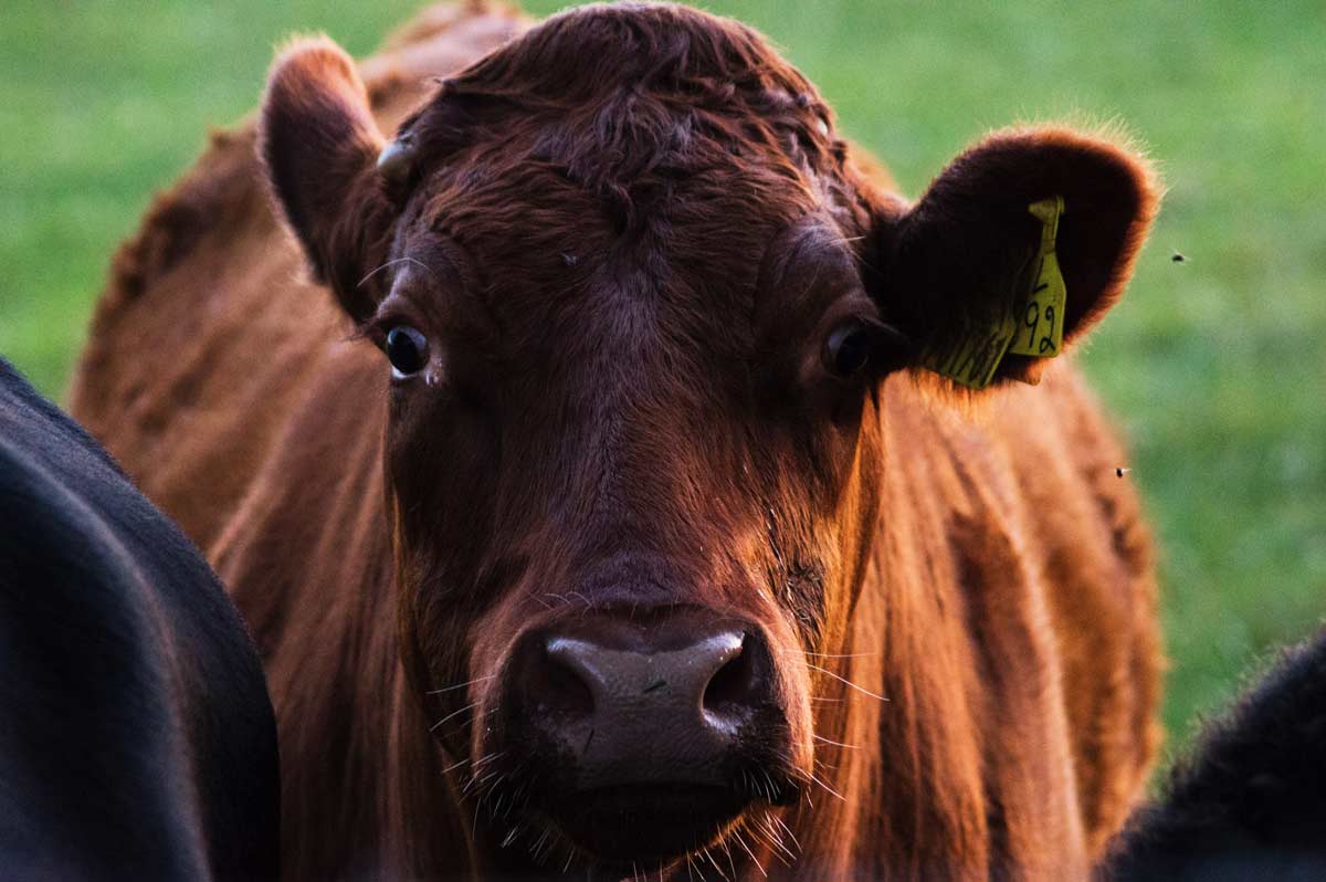 Krowa z kolczykiem w uchu
